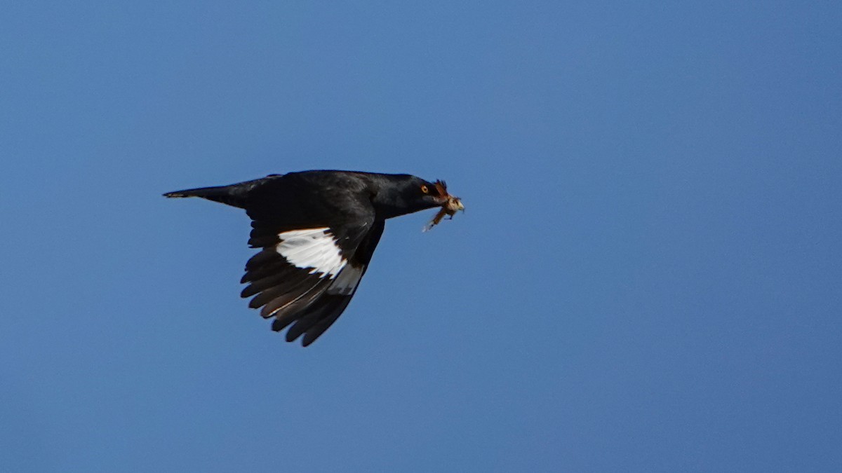 Crested Myna - ML620779663