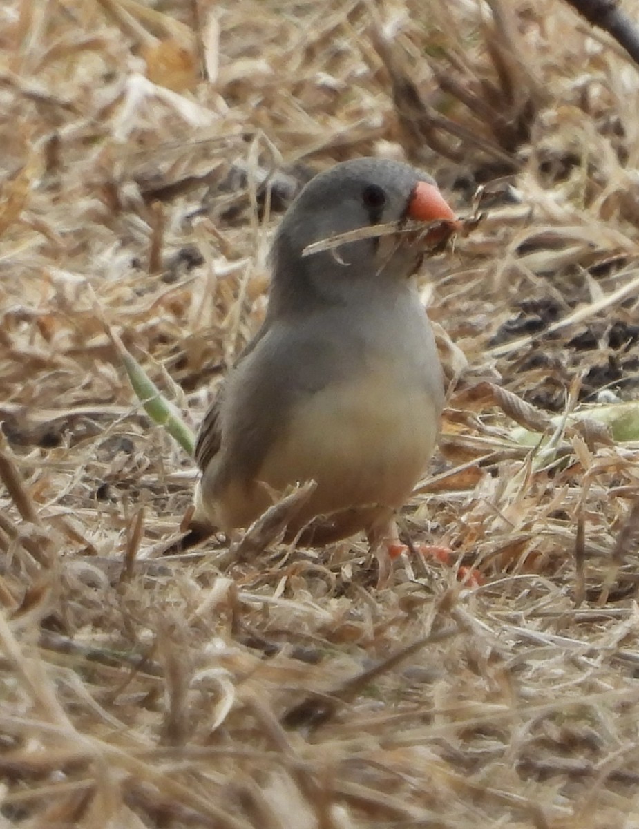 Zebra Finch - ML620779664