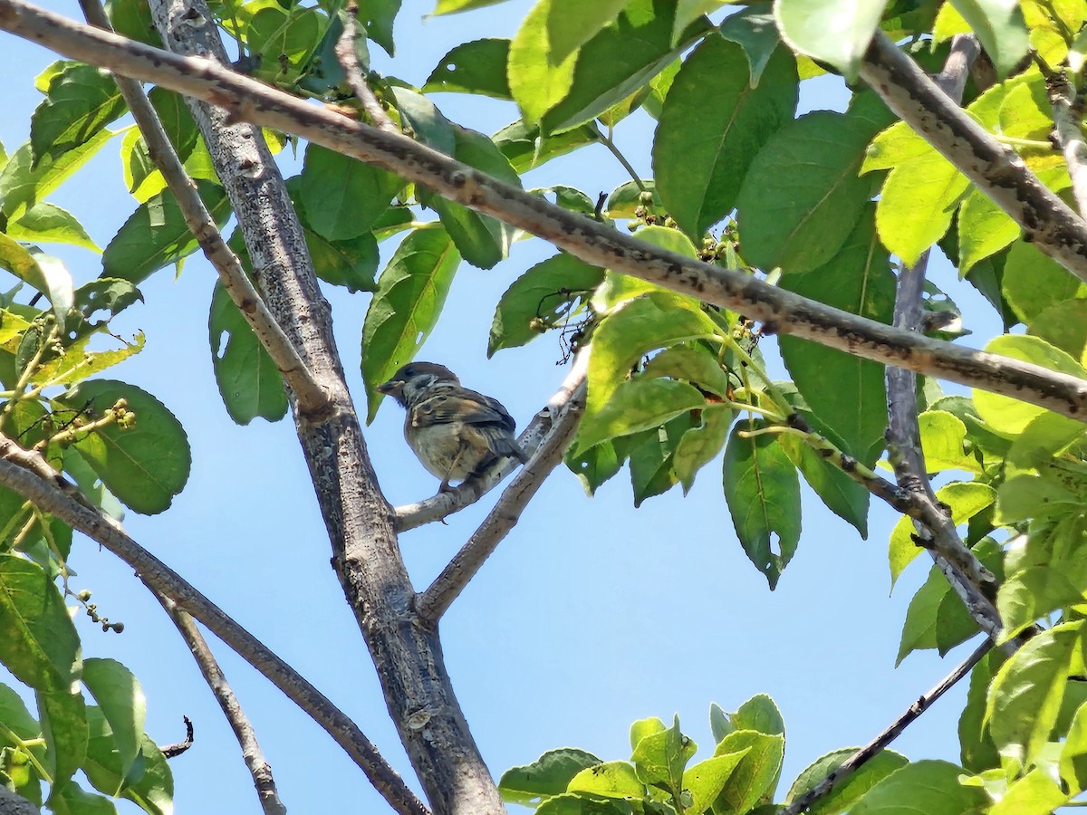 Eurasian Tree Sparrow - ML620779665