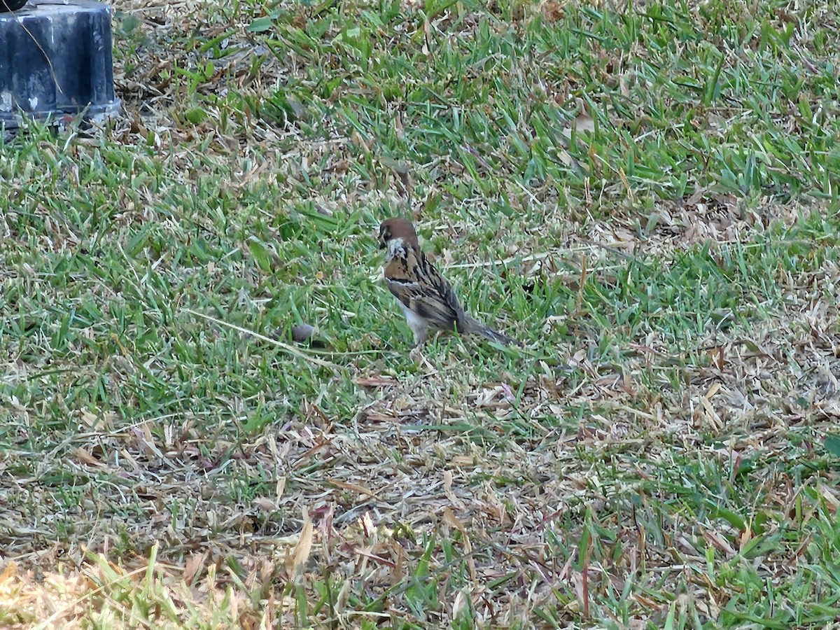 Eurasian Tree Sparrow - ML620779666