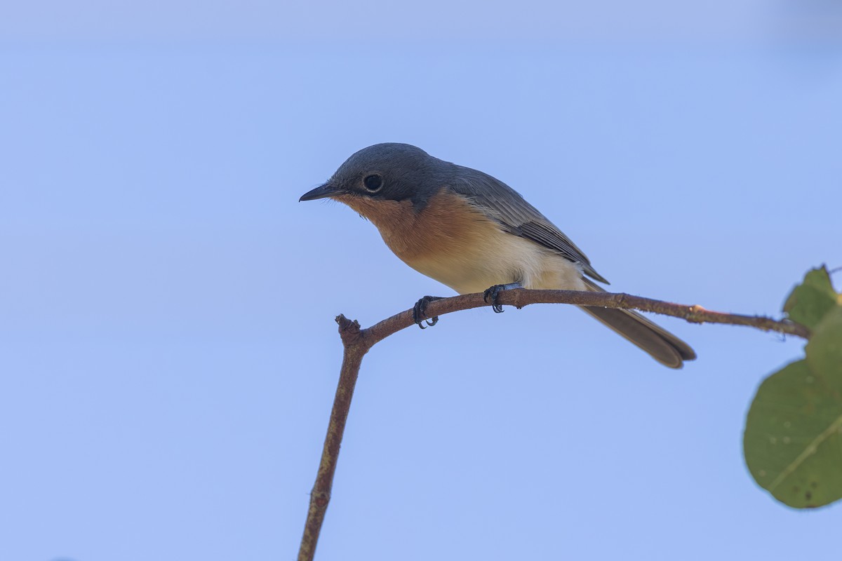 Leaden Flycatcher - ML620779668