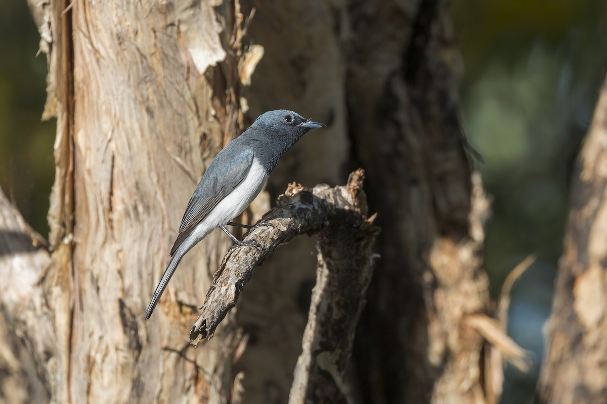 Leaden Flycatcher - ML620779669