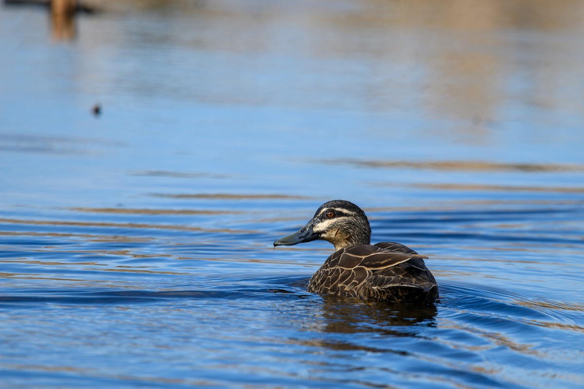 Canard à sourcils - ML620779672