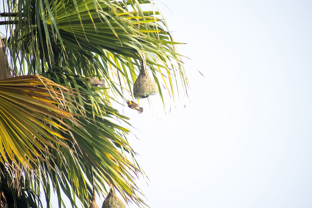 Baya Weaver - Prem swaroop Kolluru