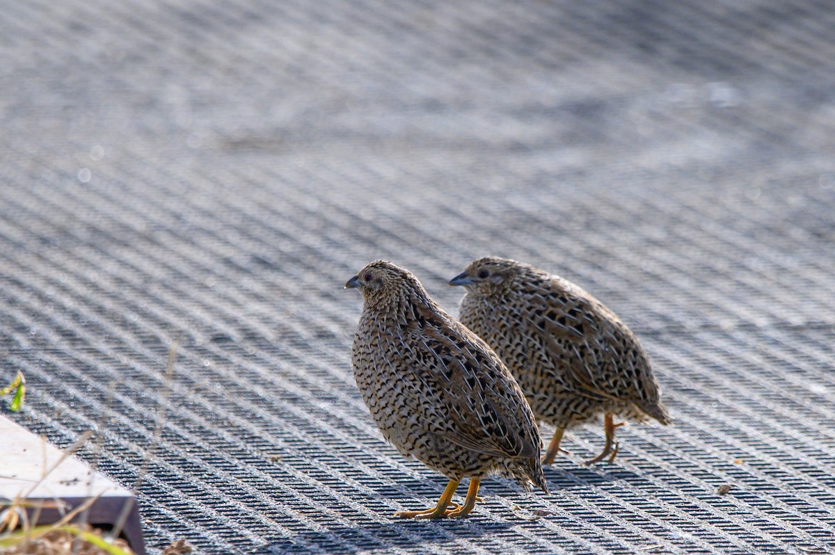 Brown Quail - ML620779682