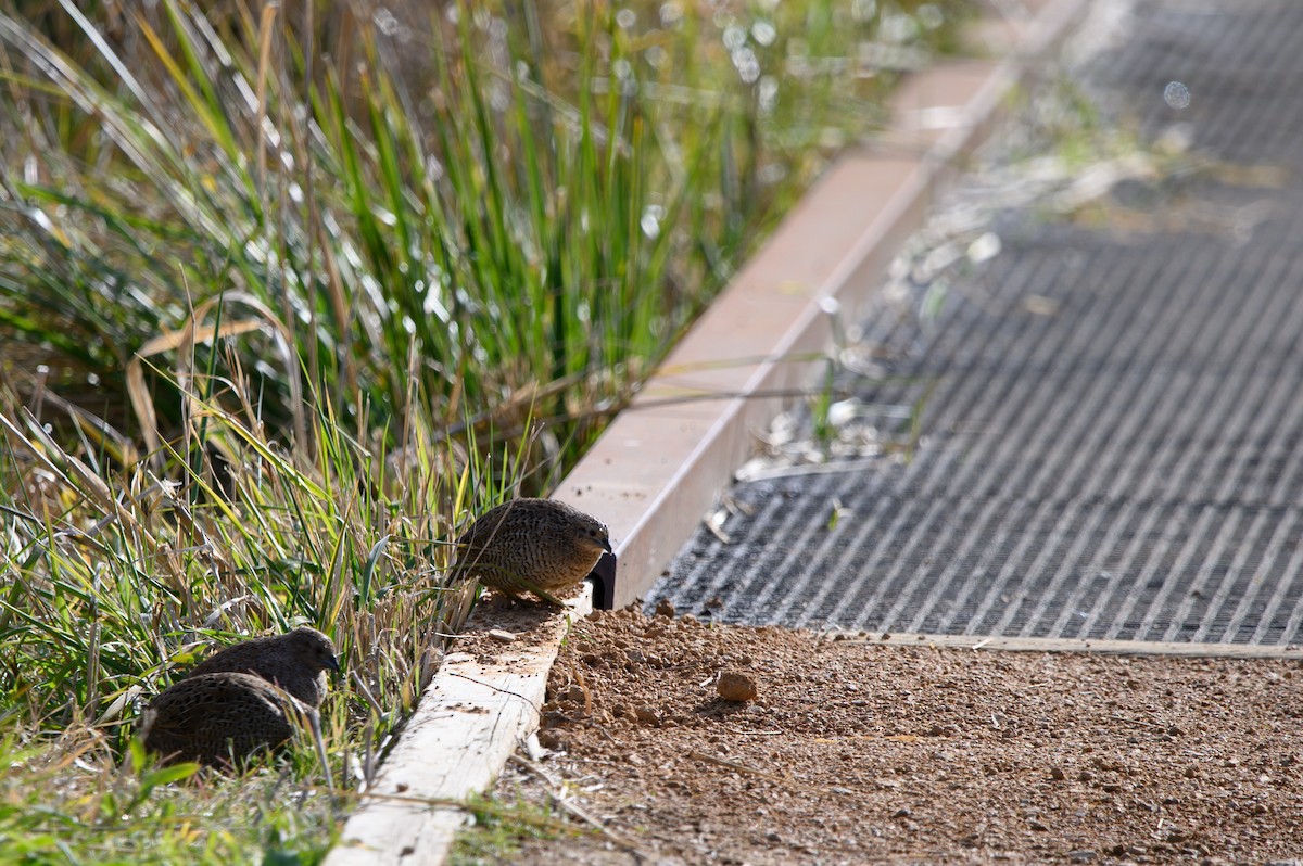 Brown Quail - ML620779685