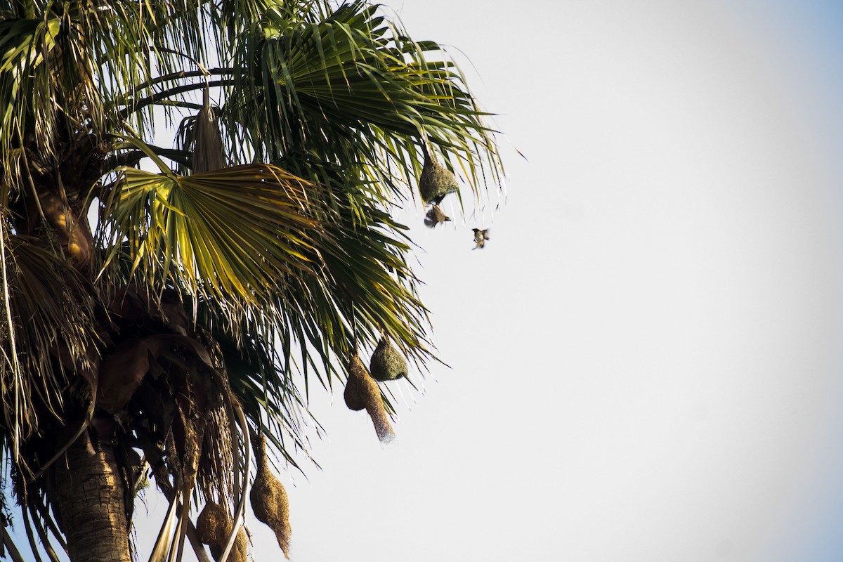 Baya Weaver - ML620779690