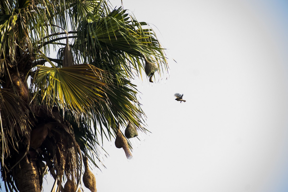 Baya Weaver - ML620779691