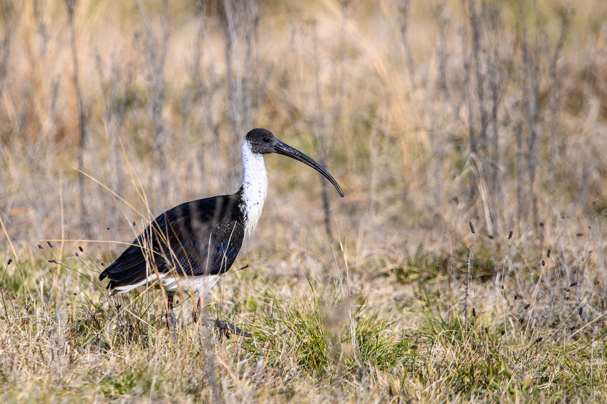 Straw-necked Ibis - ML620779703