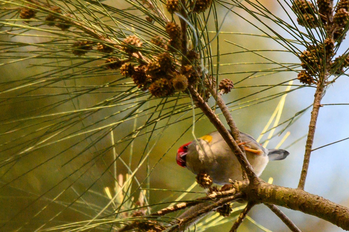 Red-browed Firetail - ML620779705