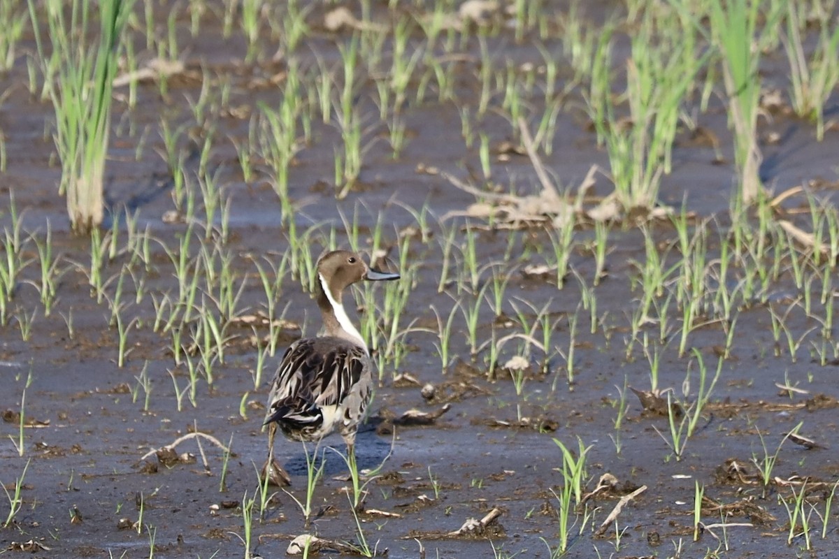 Northern Pintail - ML620779707