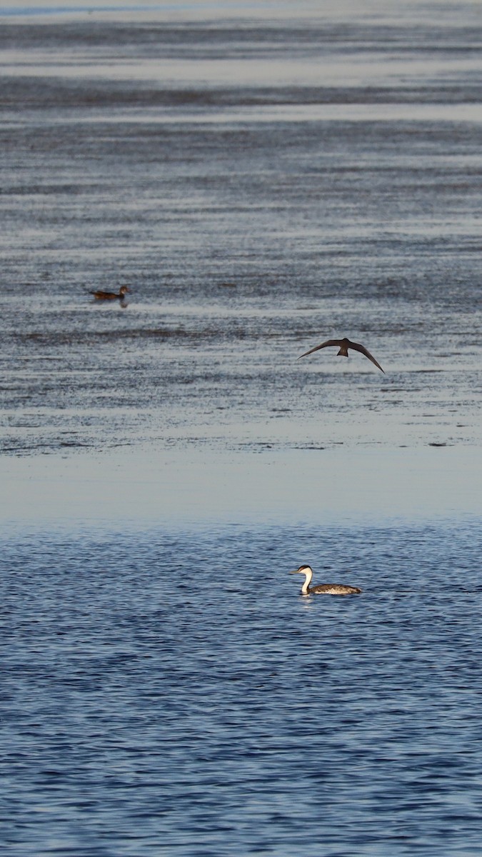 Western Grebe - Nolan Kerr