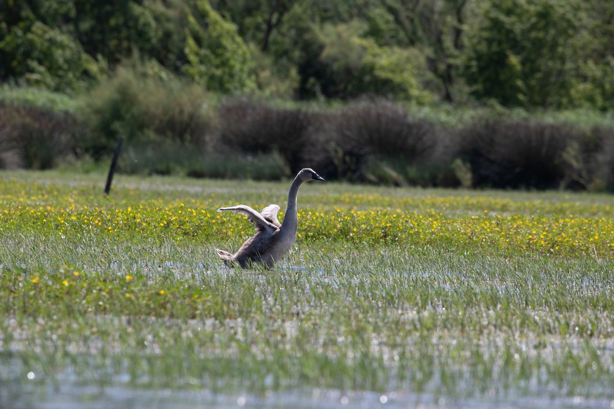 Höckerschwan - ML620779713