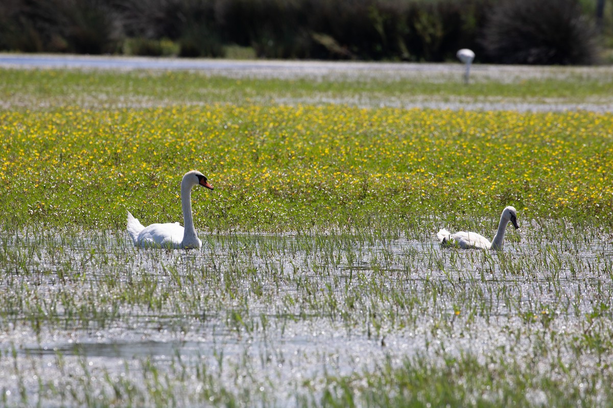 Mute Swan - ML620779714