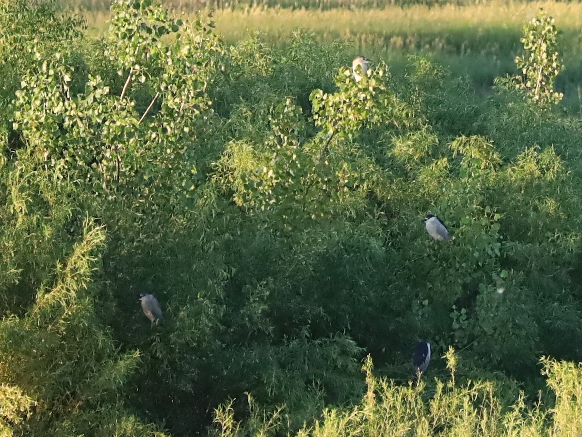 Black-crowned Night Heron - ML620779719