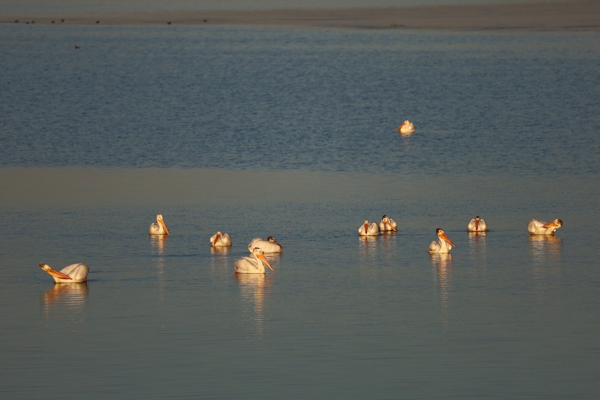 American White Pelican - ML620779720