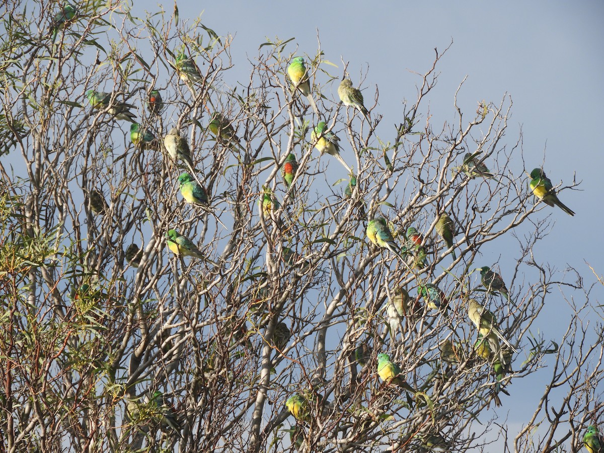 Red-rumped Parrot - ML620779725