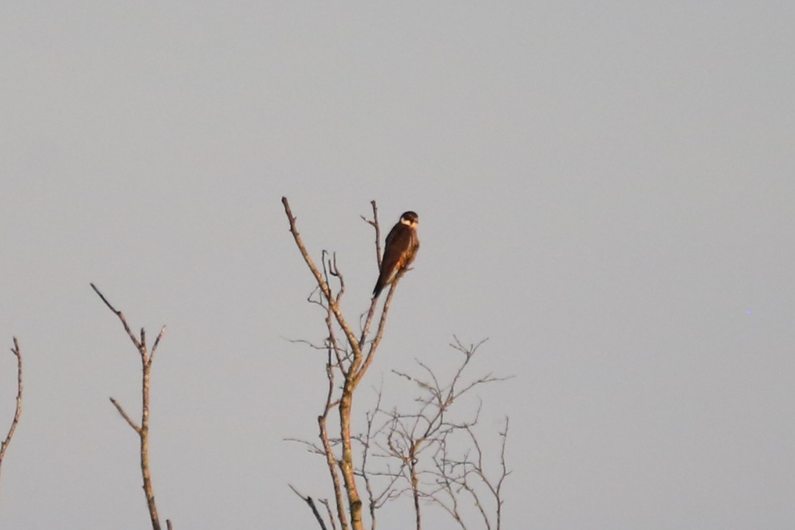 Eurasian Hobby - ML620779734