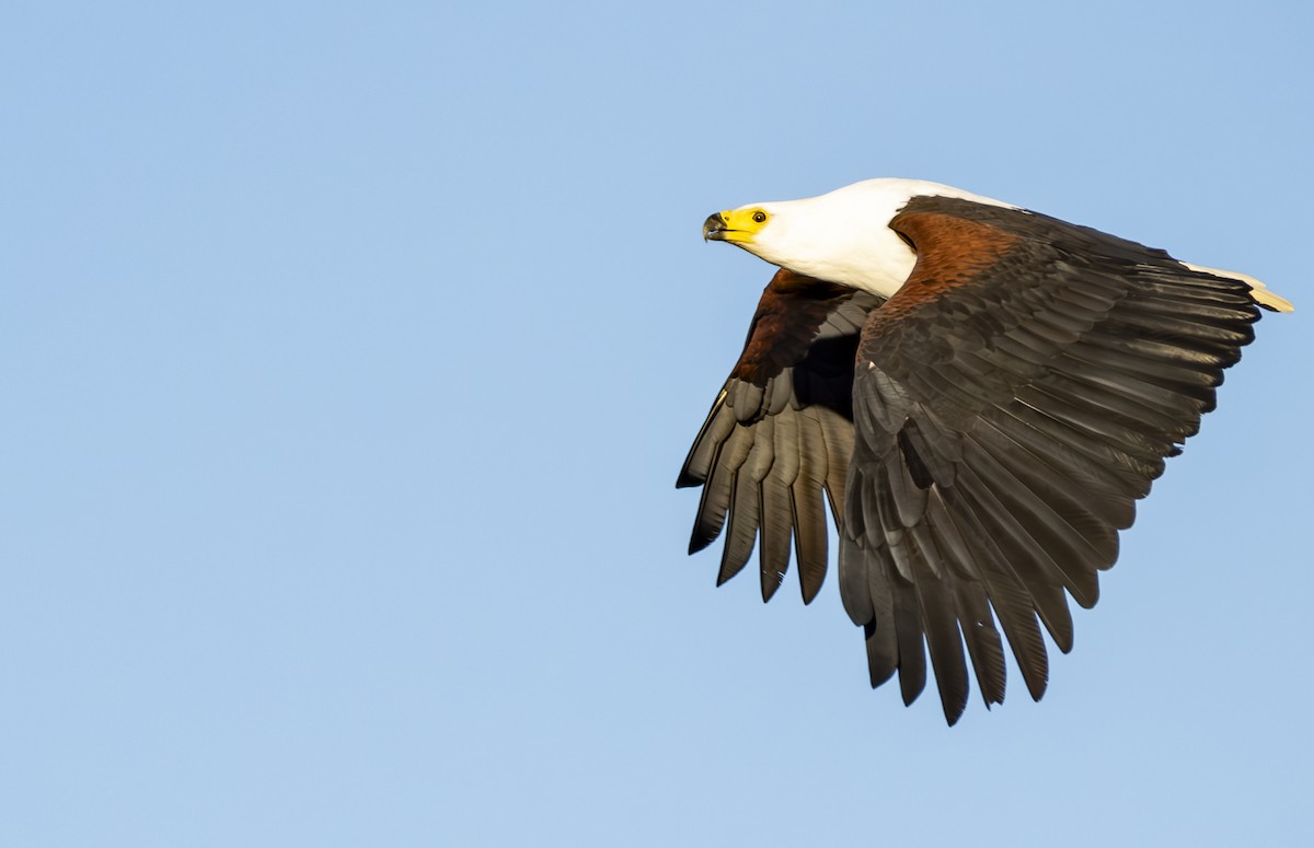 African Fish-Eagle - ML620779737