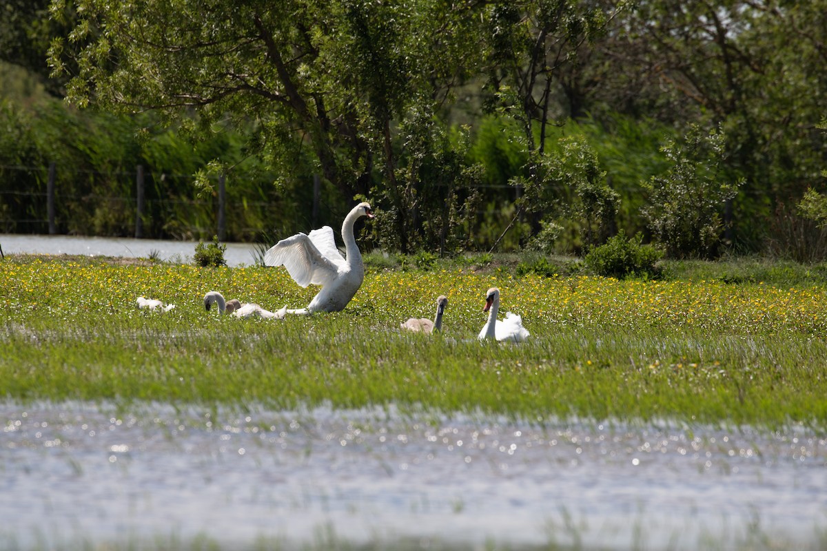 Mute Swan - Ugoline Godeau