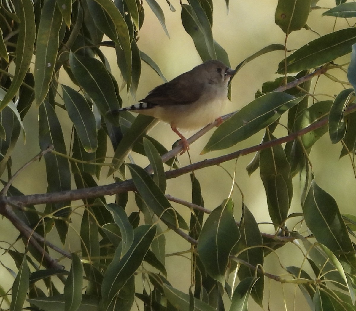 Zebra Finch - ML620779750