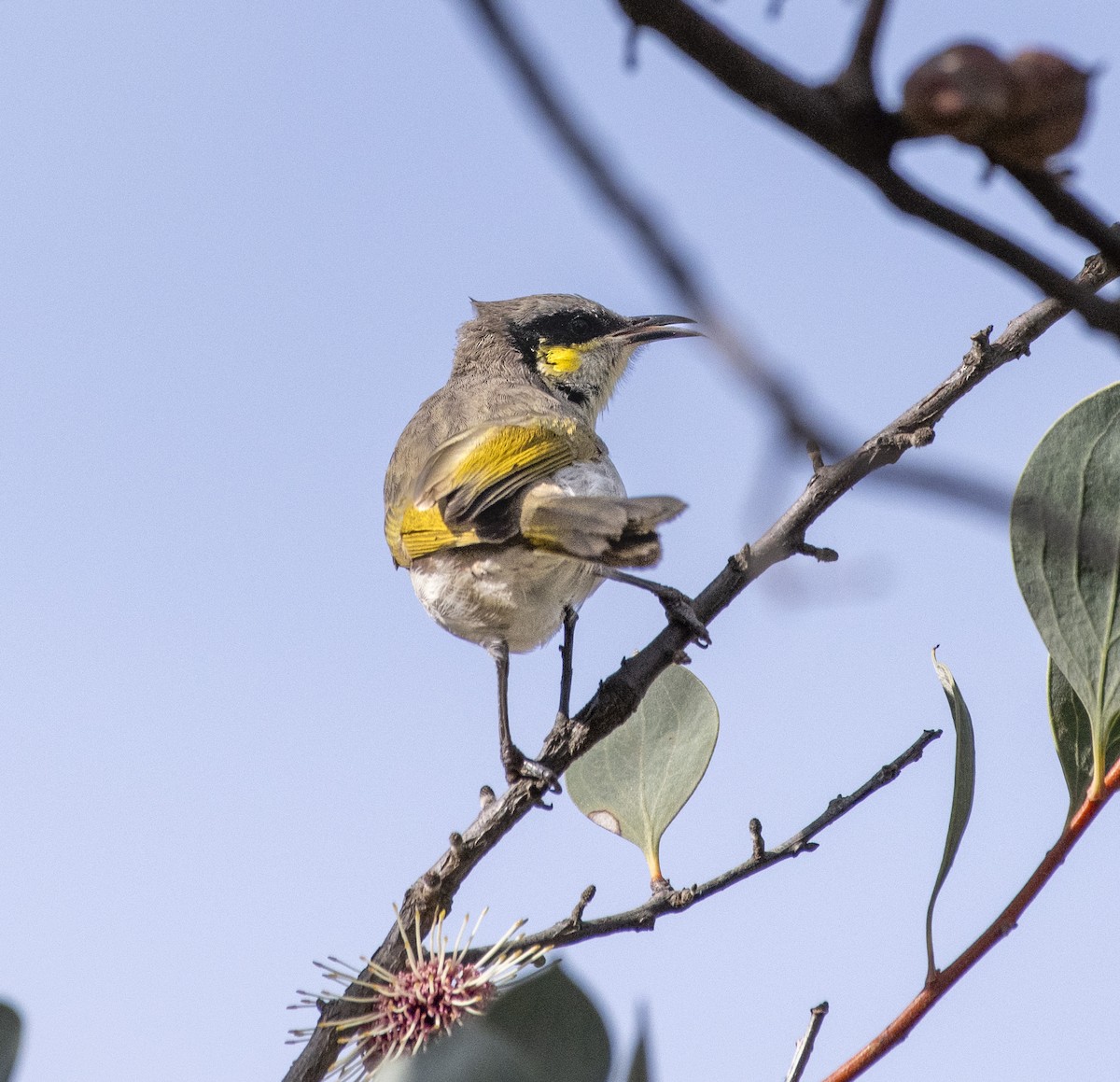 Singing Honeyeater - ML620779752