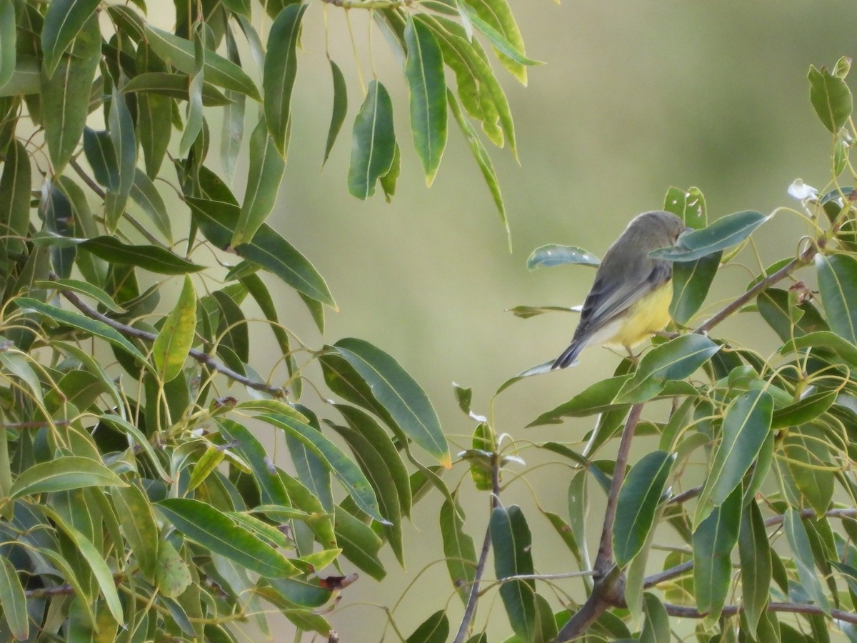 White-throated Gerygone - ML620779754