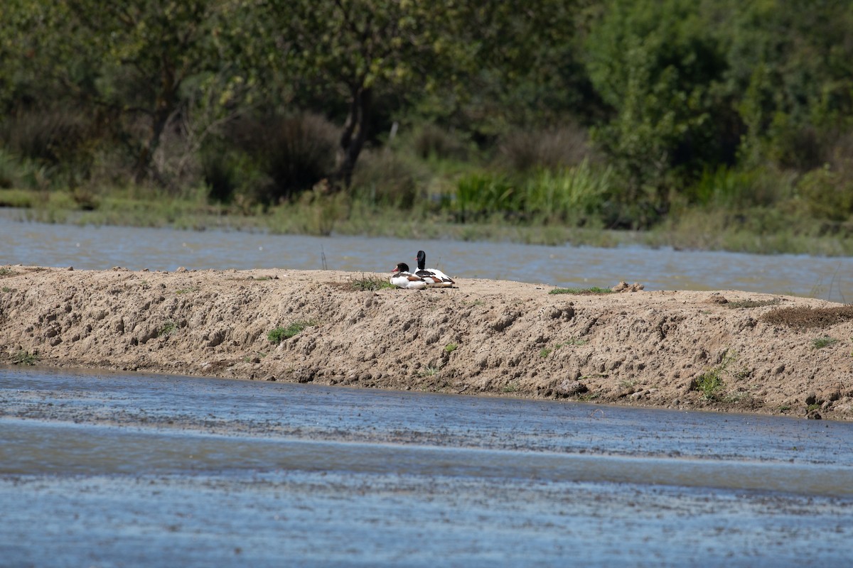 Common Shelduck - ML620779756