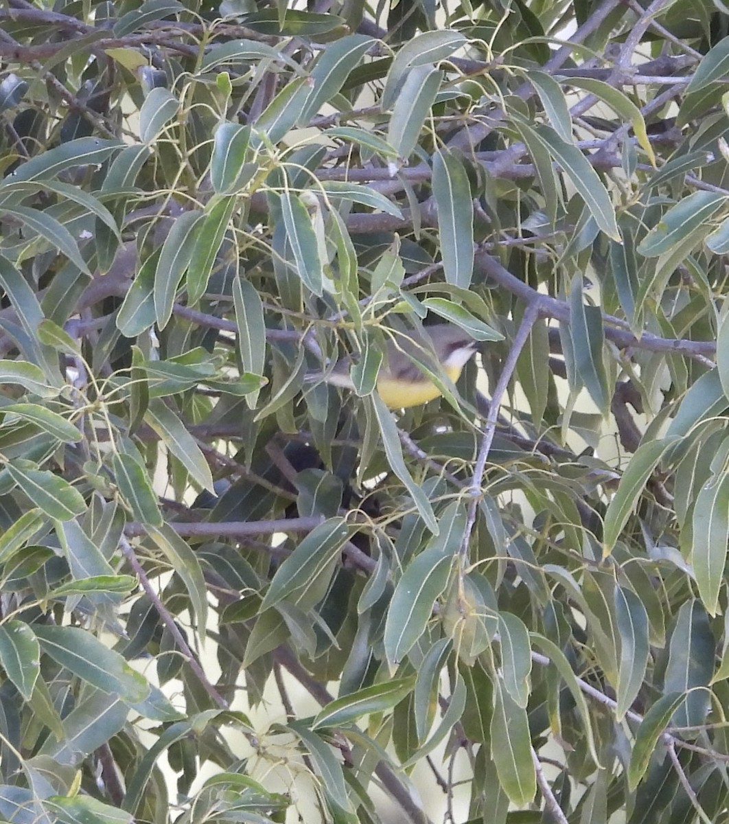 White-throated Gerygone - ML620779758