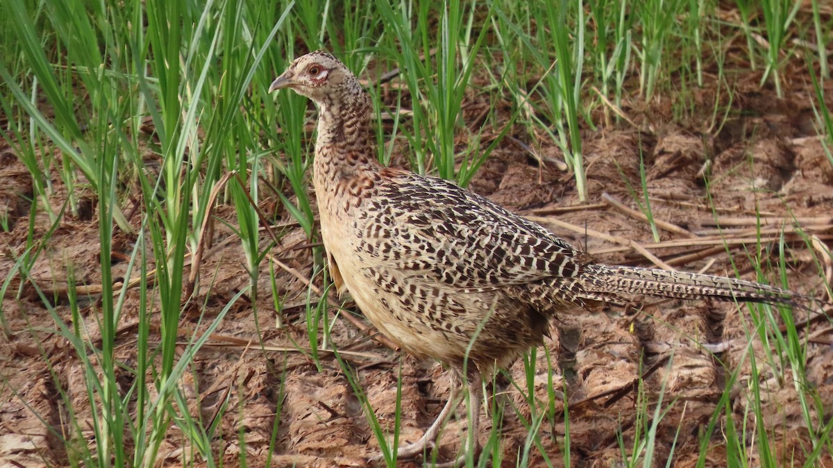 Ring-necked Pheasant - ML620779759