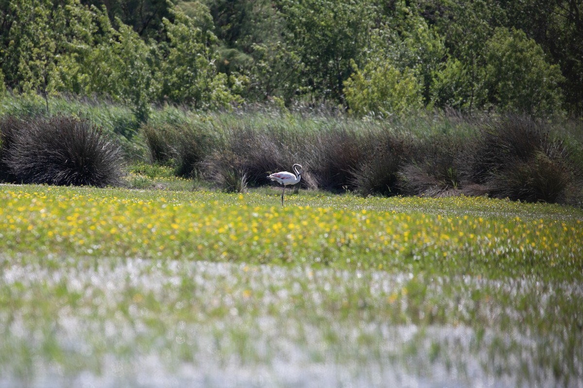 Greater Flamingo - ML620779760