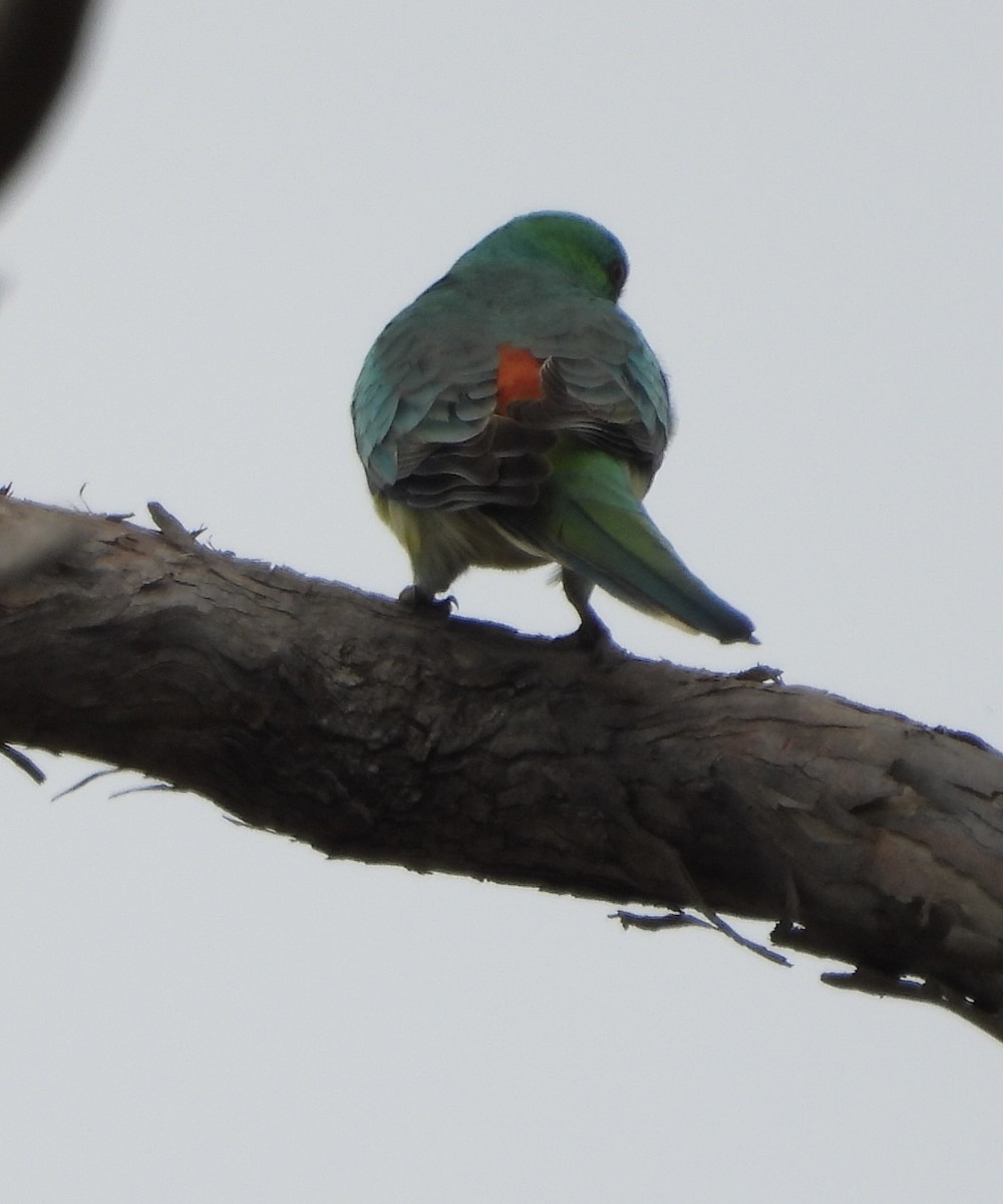 Red-rumped Parrot - ML620779763