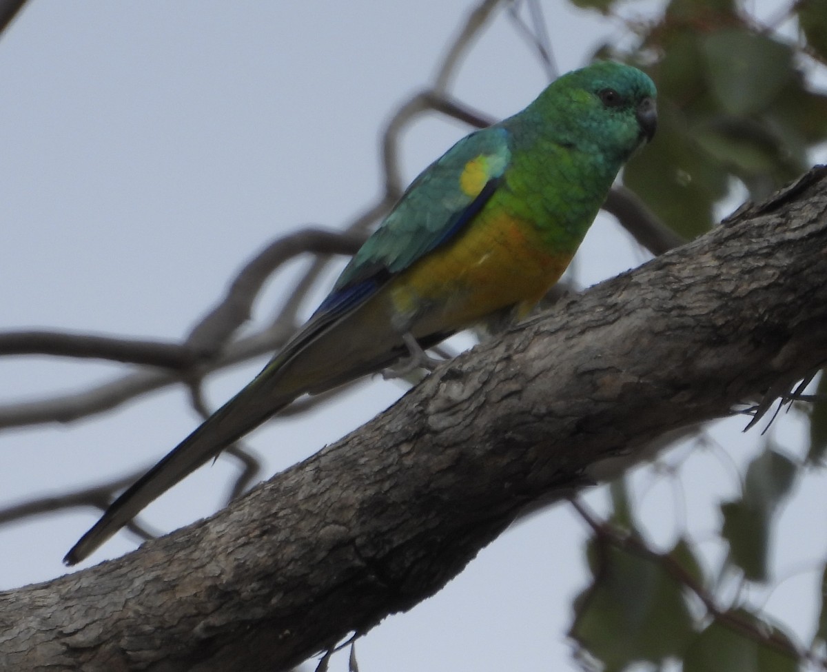 Red-rumped Parrot - ML620779767