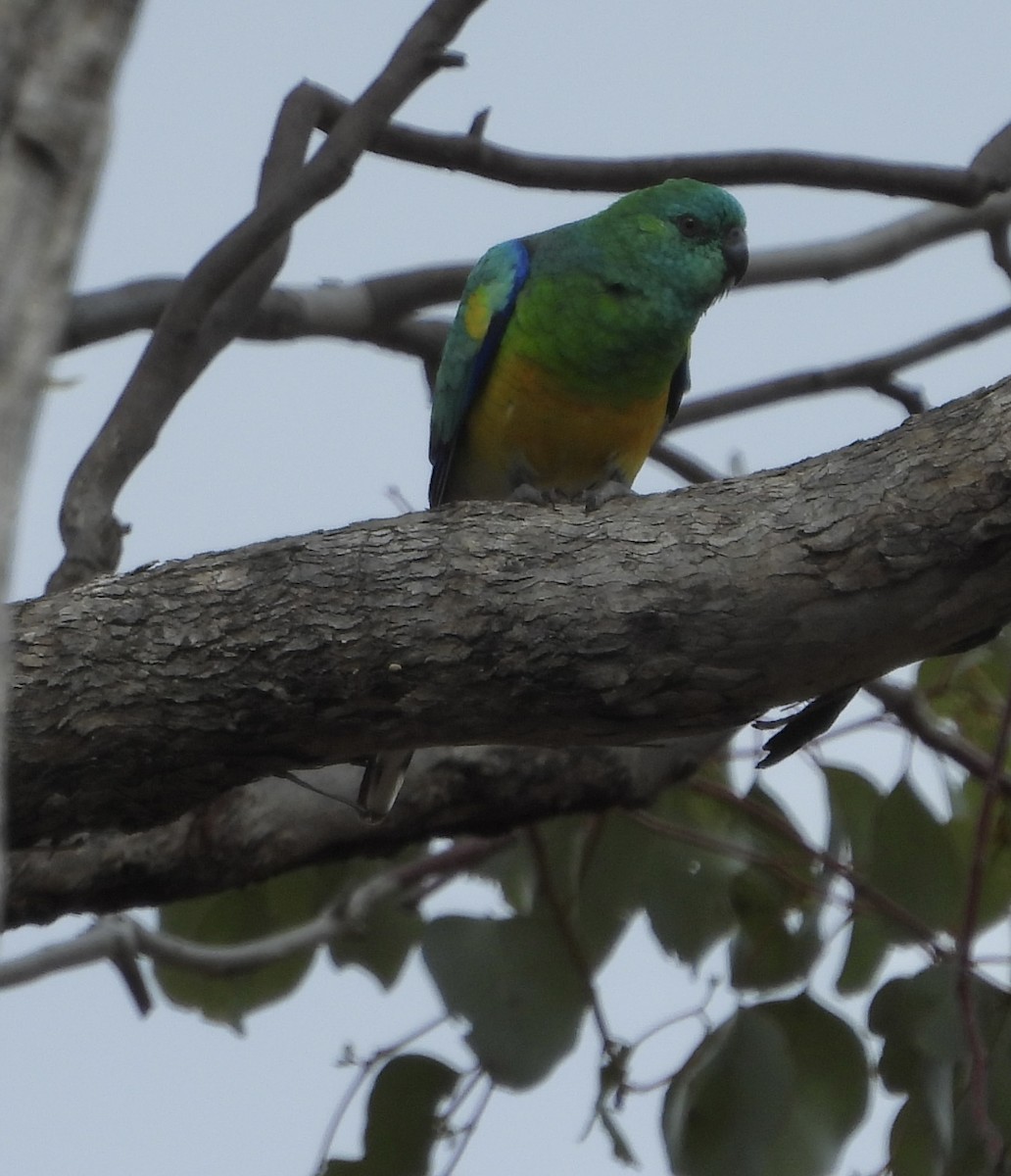 Red-rumped Parrot - ML620779768