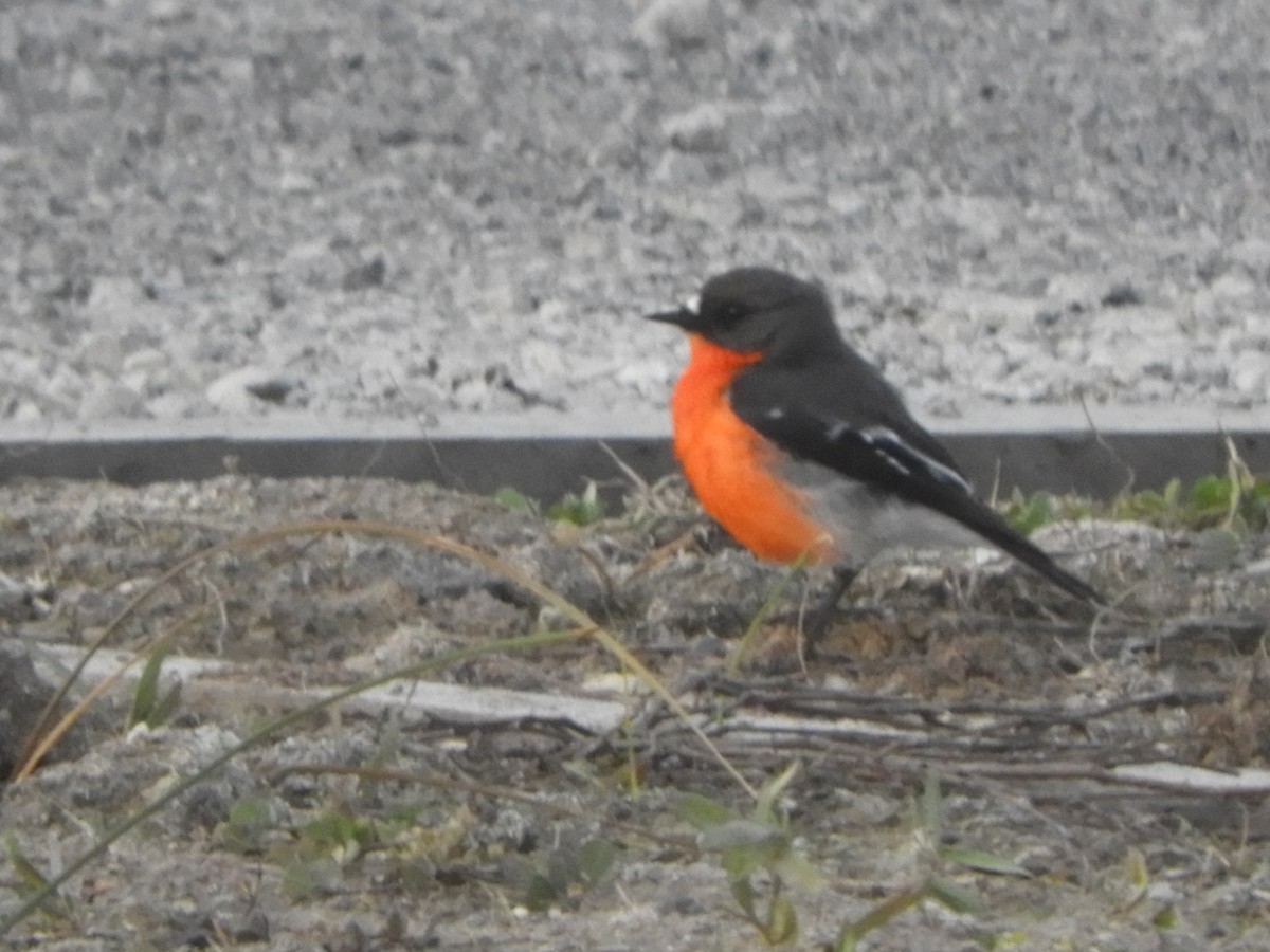 Flame Robin - ML620779769