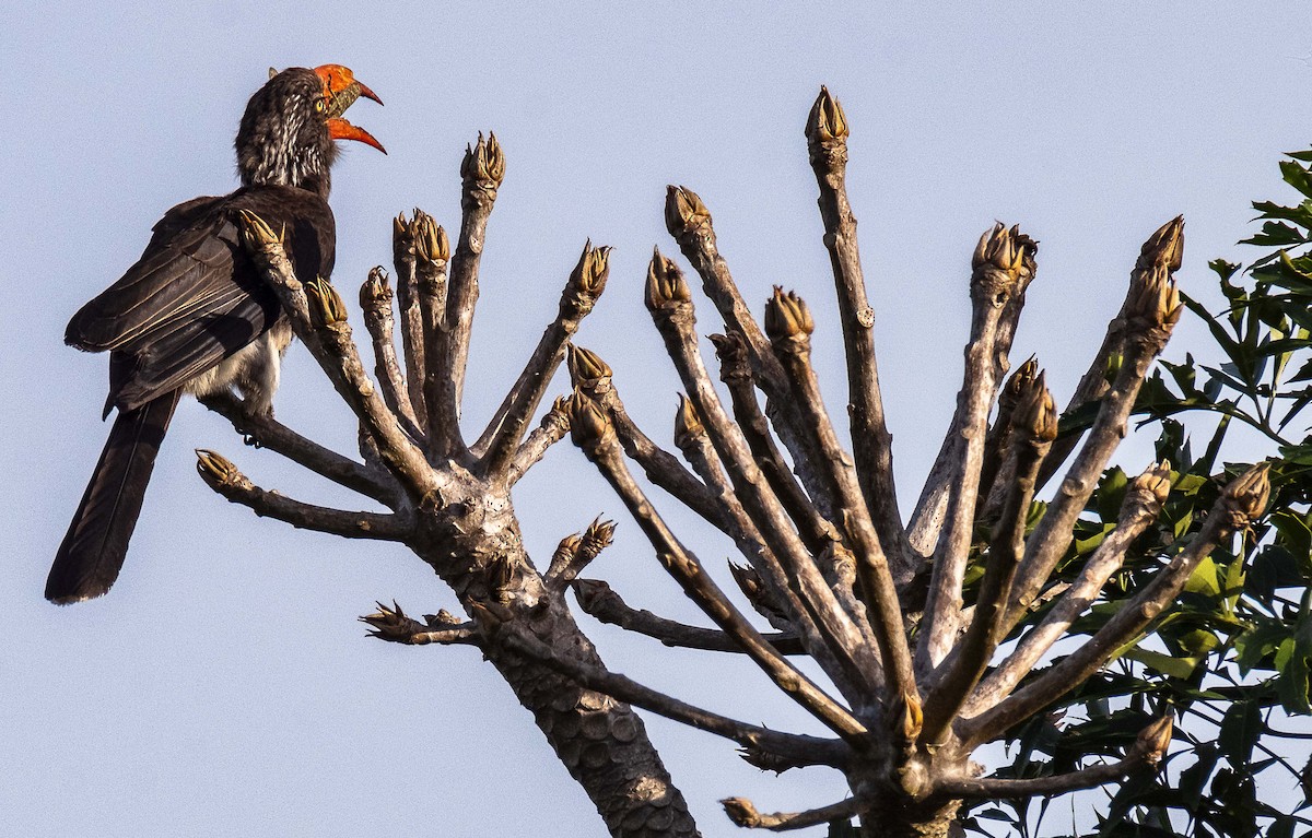 Crowned Hornbill - ML620779774