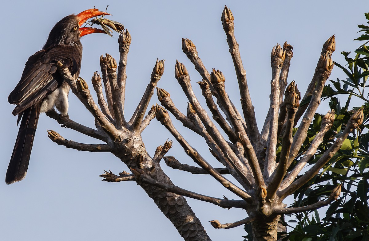 Crowned Hornbill - ML620779775