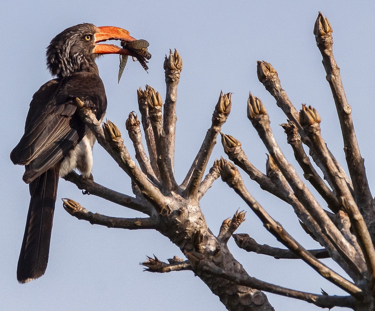 Crowned Hornbill - ML620779776