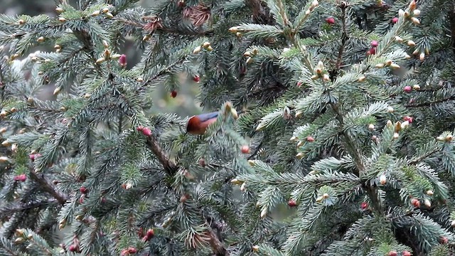 Crested Tit-Warbler - ML620779777