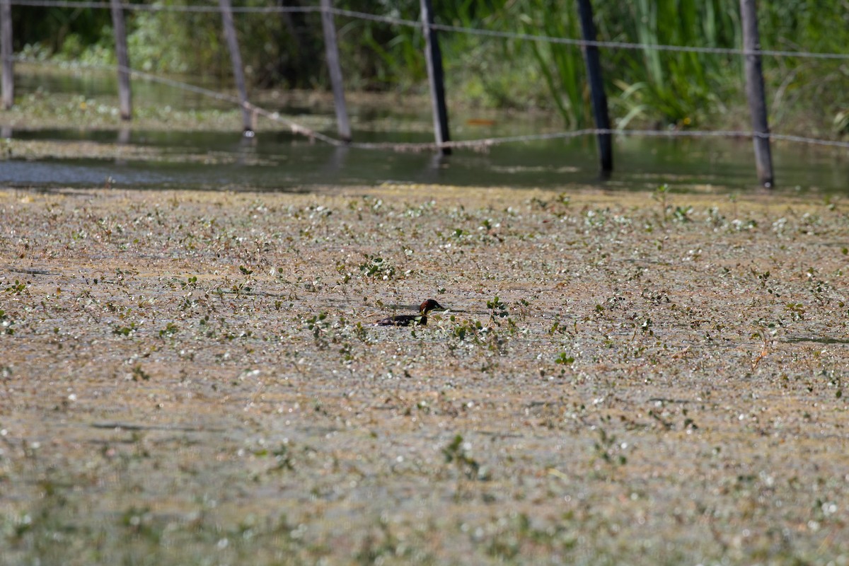 Little Grebe - ML620779781