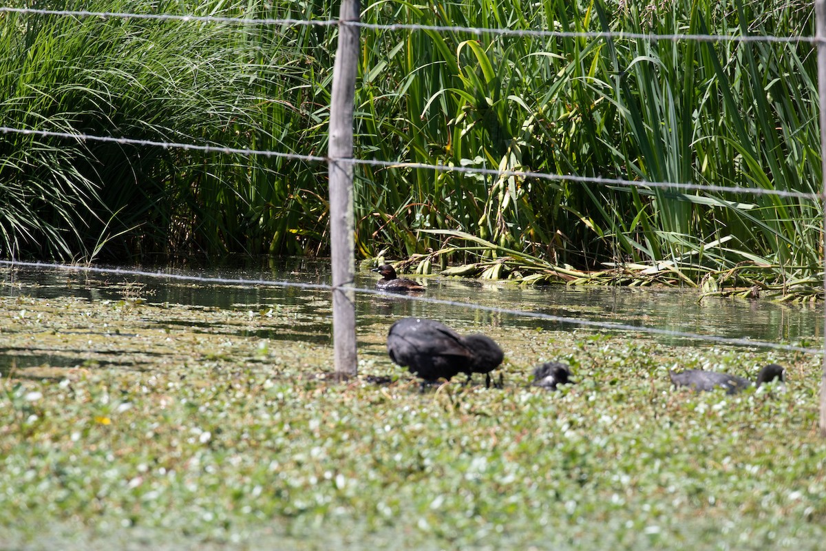 Little Grebe - Ugoline Godeau