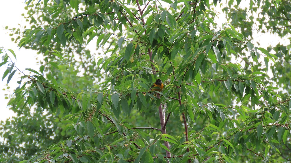 Oriole de Baltimore - ML620779786