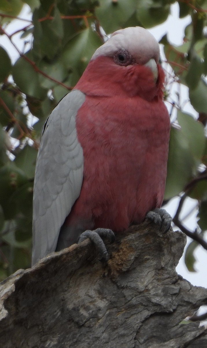 kakadu růžový - ML620779788