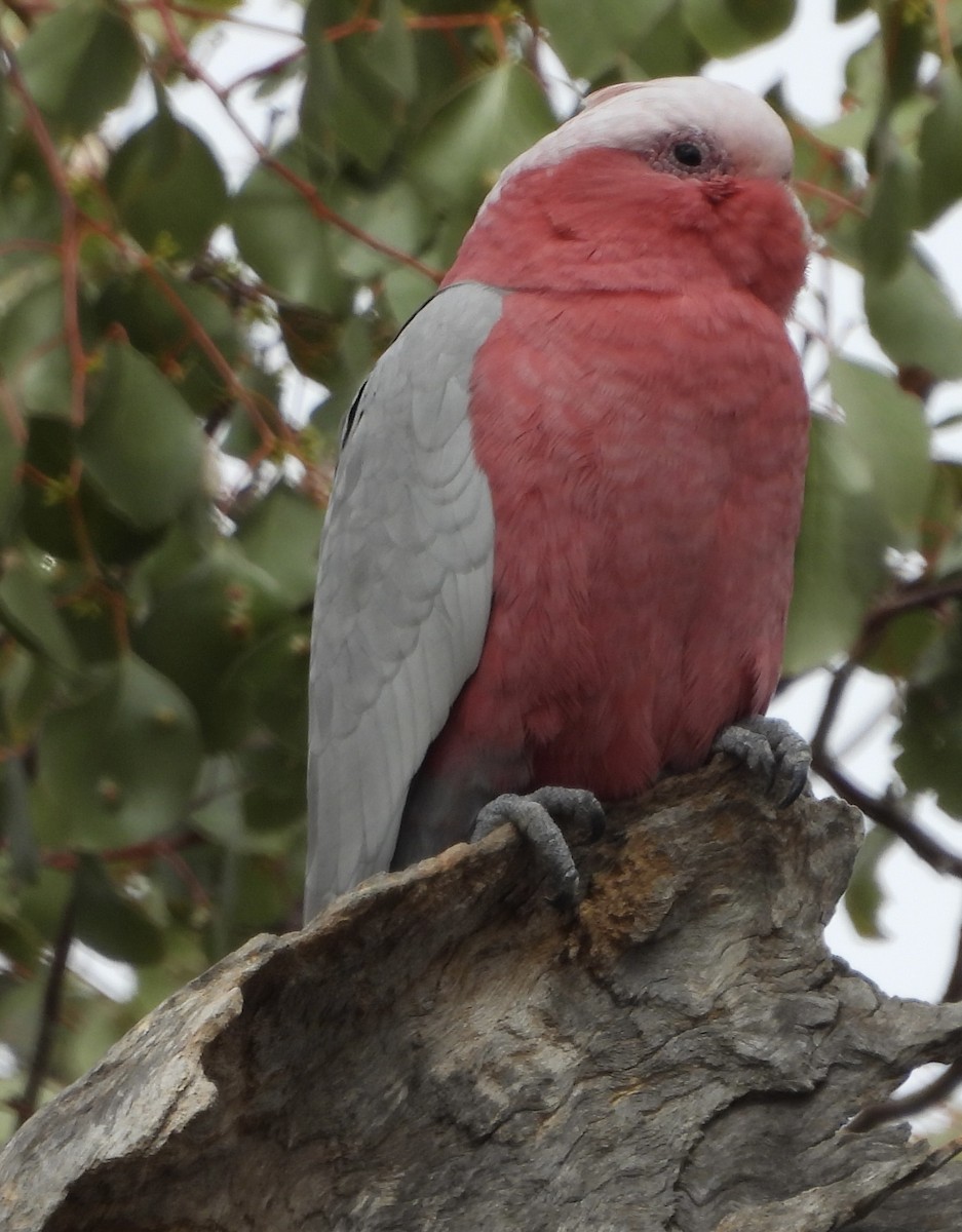 Cacatúa Galah - ML620779789