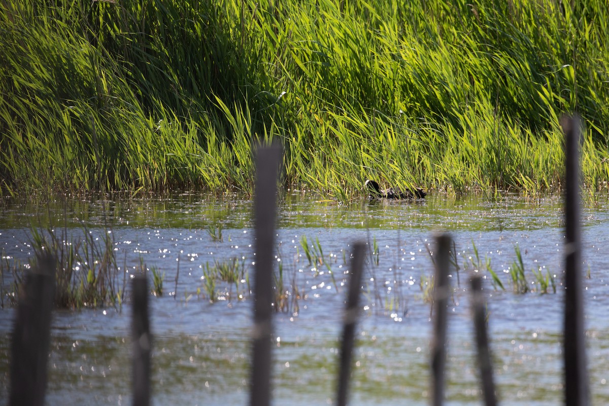 Eurasian Coot - ML620779790