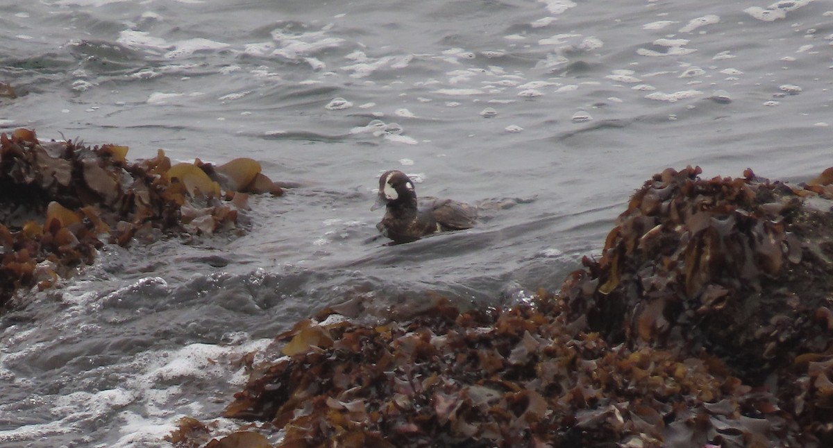 Harlequin Duck - ML620779791