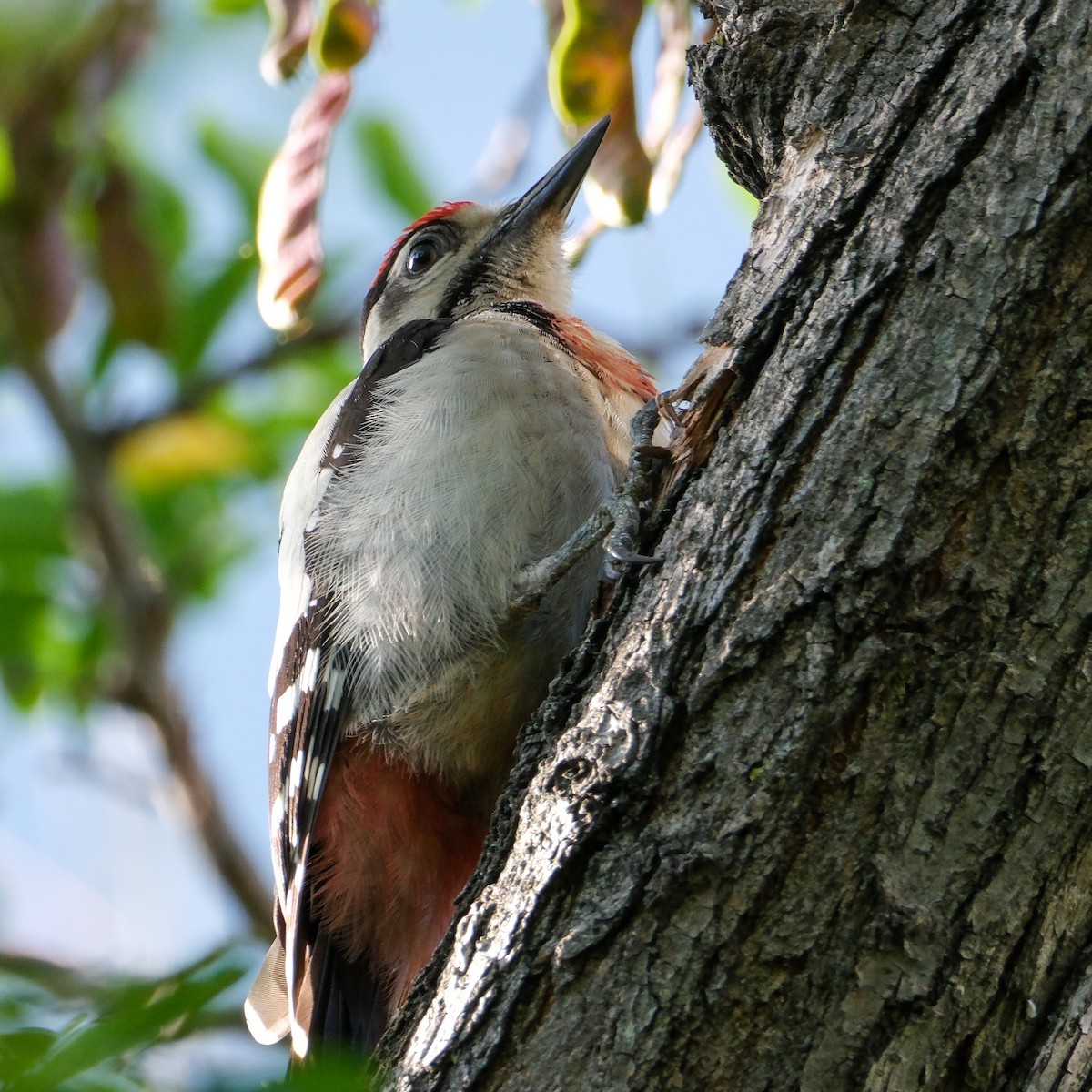 Syrian Woodpecker - ML620779792