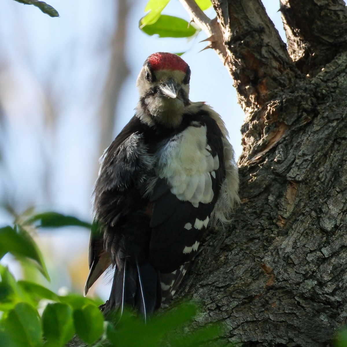 Syrian Woodpecker - ML620779793