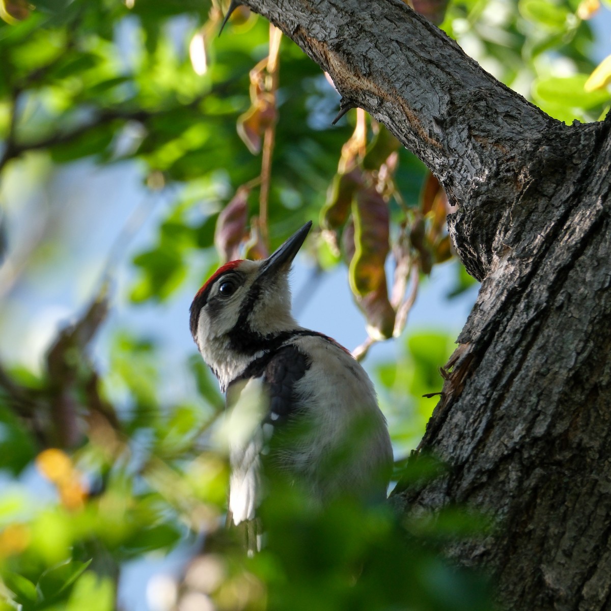 Syrian Woodpecker - ML620779794