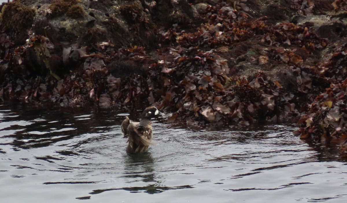 Harlequin Duck - ML620779795